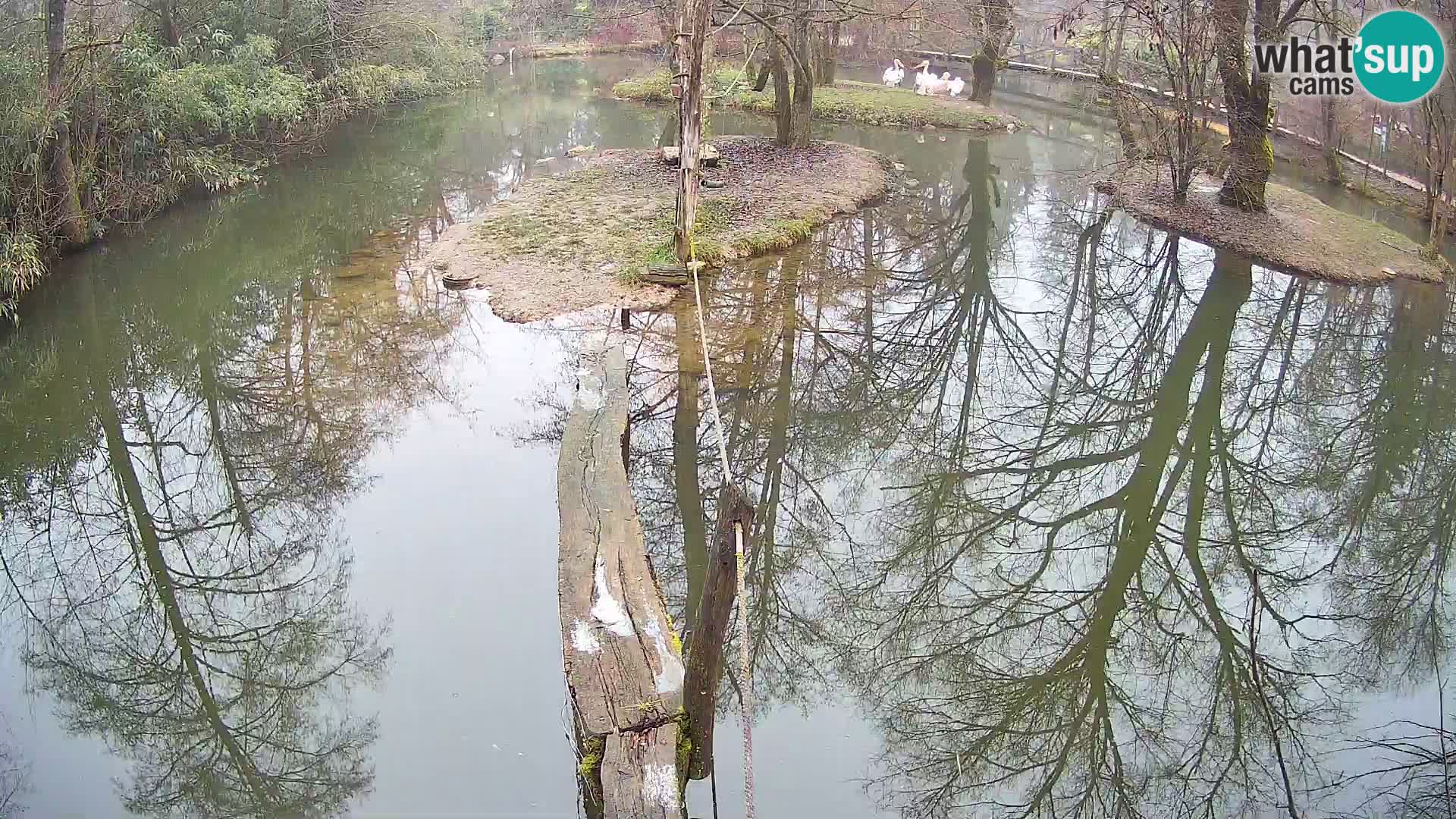 Vari noir et blanc – Ljubljana ZOO  livecam