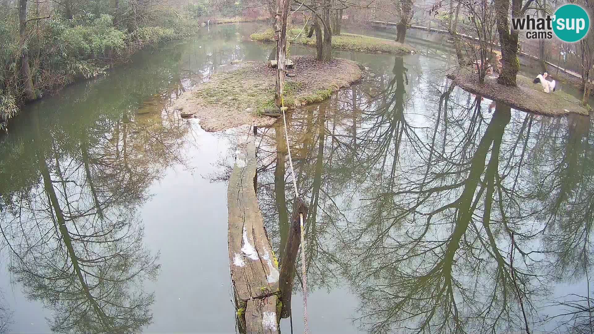 Vari noir et blanc – Ljubljana ZOO  livecam
