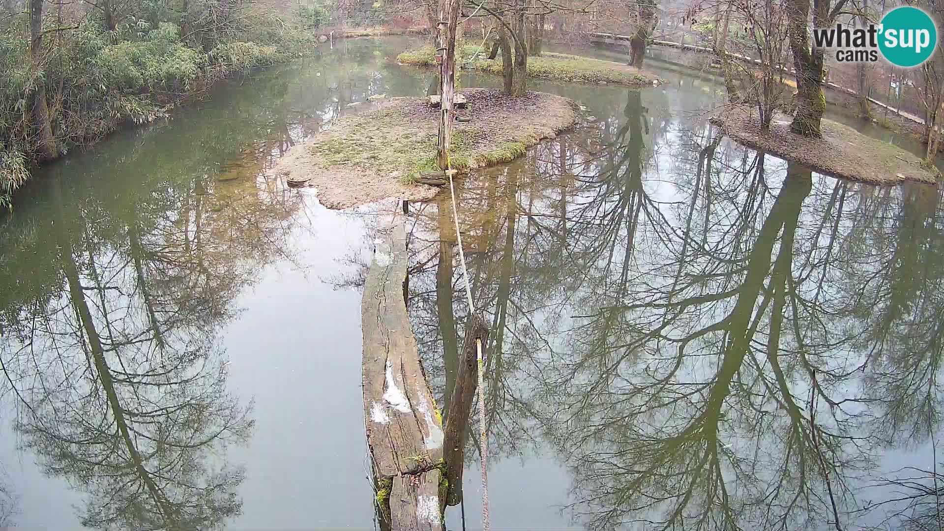 Vari noir et blanc – Ljubljana ZOO  livecam
