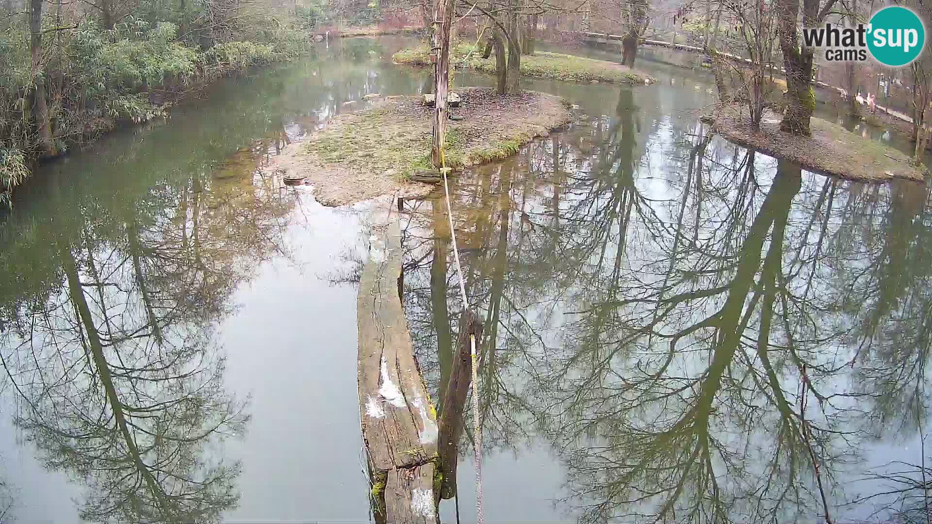 Vari noir et blanc – Ljubljana ZOO  livecam