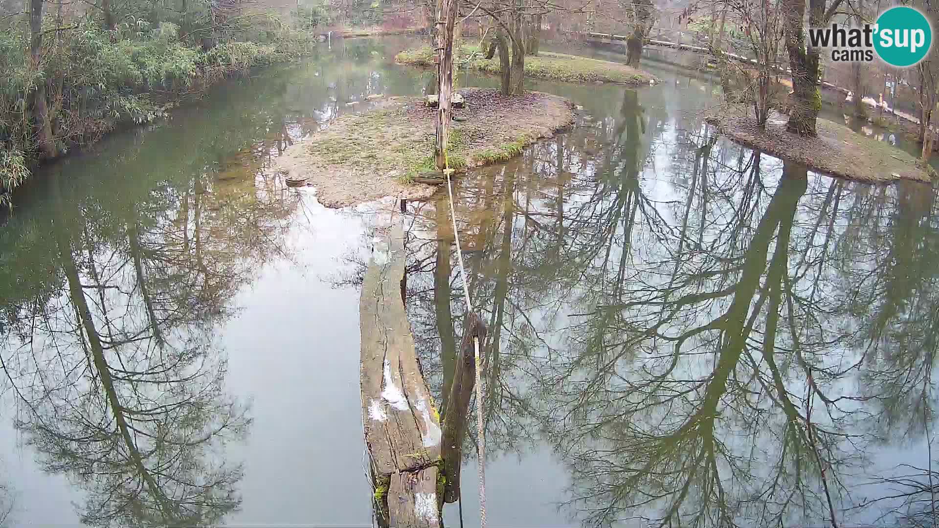 Vari noir et blanc – Ljubljana ZOO  livecam