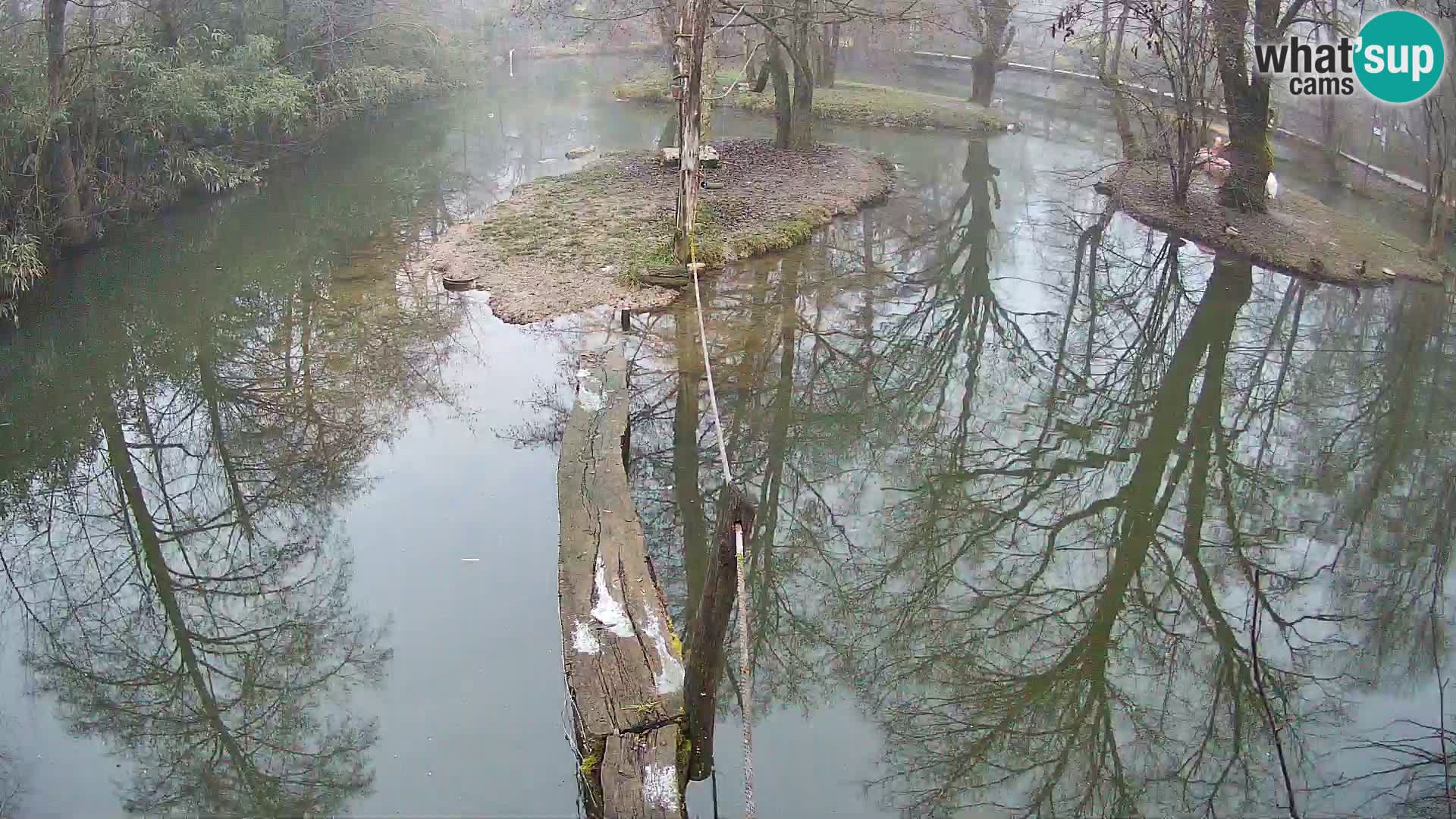 Lémur rufo blanco y negro – Ljubljana Zoo en vivo