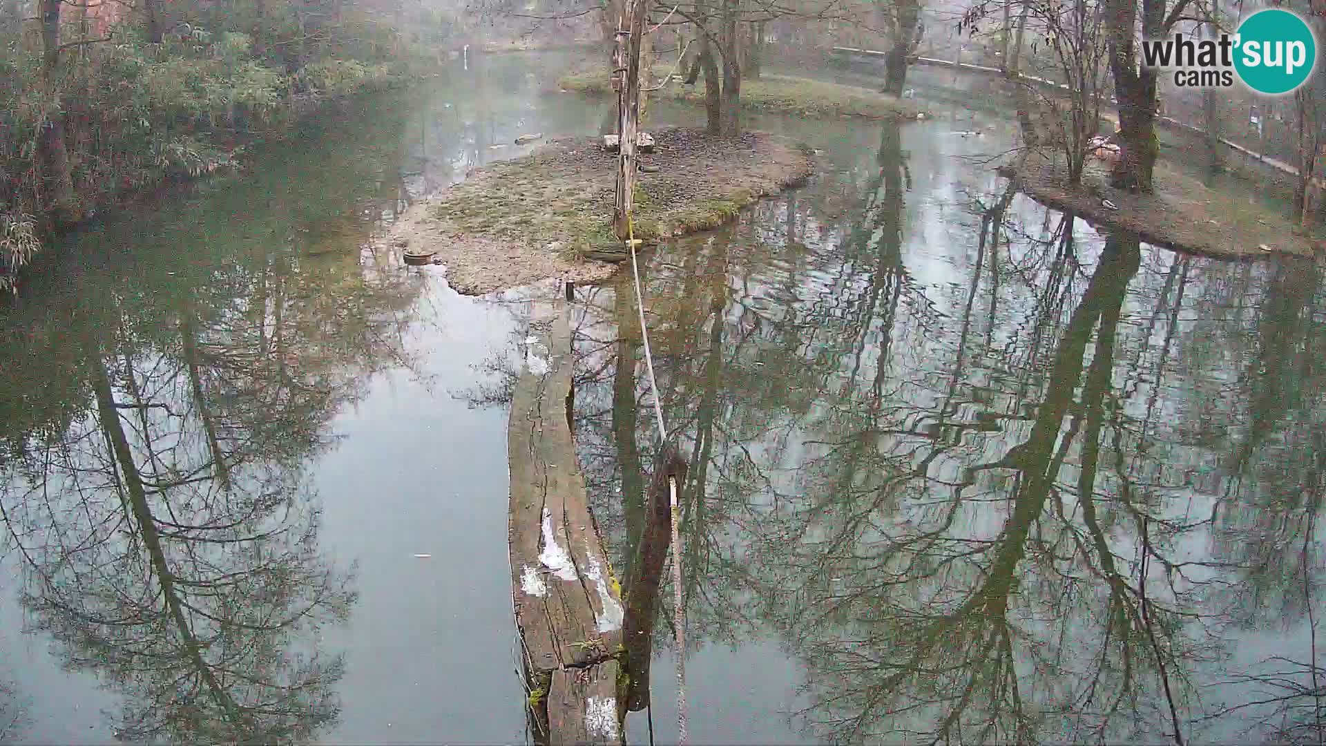 Black and white ruffed lemur Ljubljana Zoo live cam