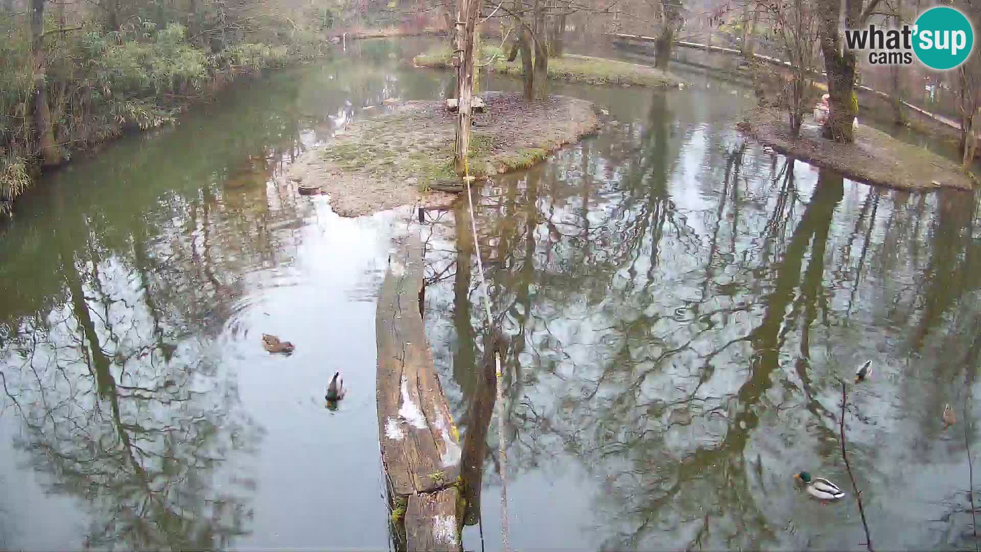 Lémur rufo blanco y negro – Ljubljana Zoo en vivo