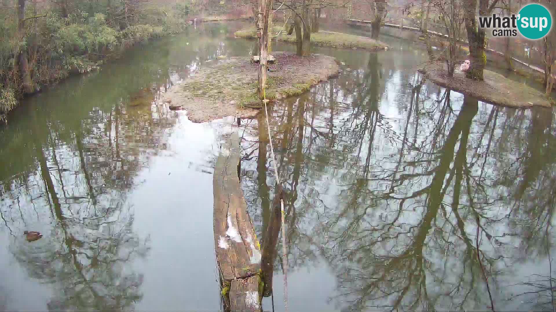 Navadni vari u živo – Ljubljana zoo