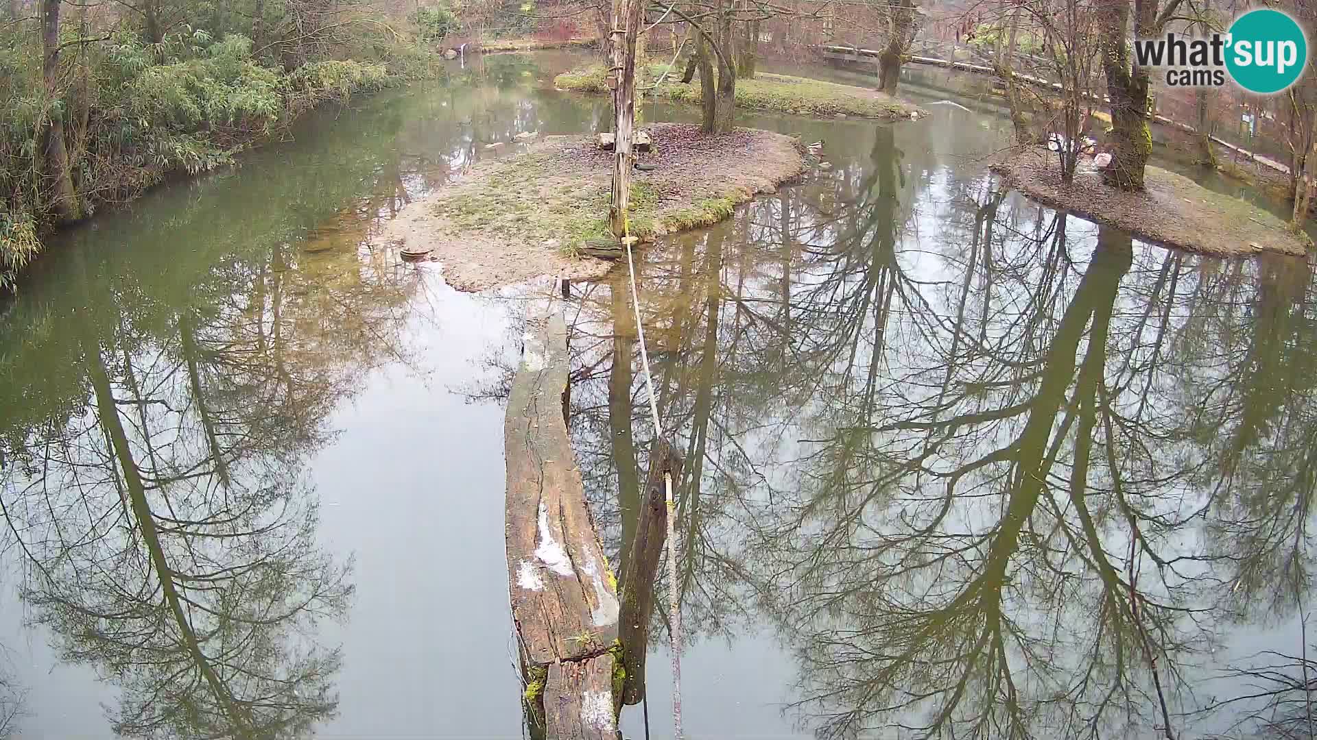 Vari bianconero Zoo Ljubljana webcam
