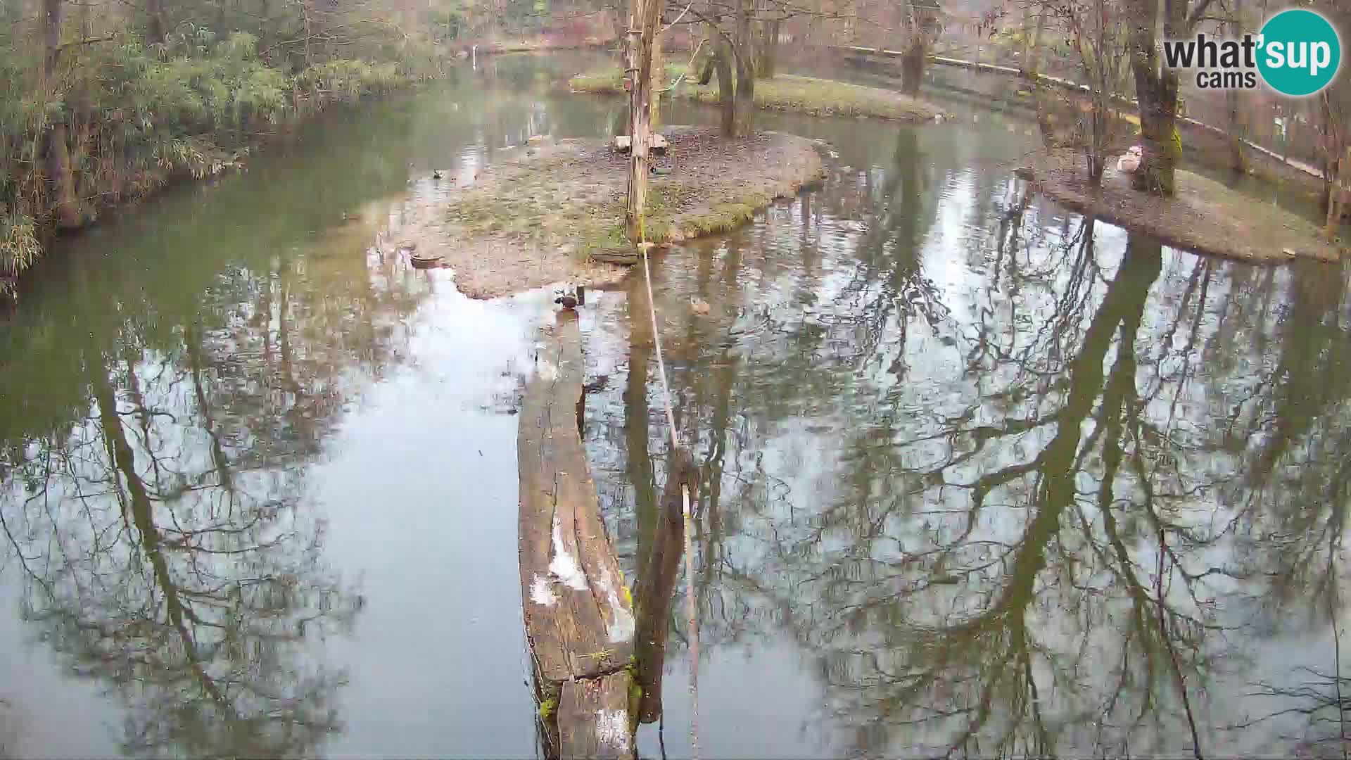 Lémur rufo blanco y negro – Ljubljana Zoo en vivo