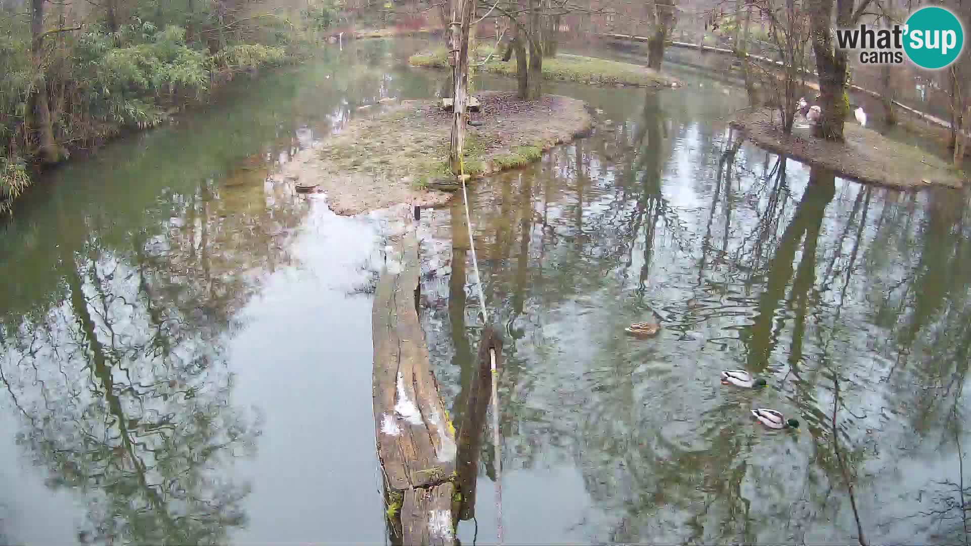 Navadni vari v živo – Ljubljana živalski vrt