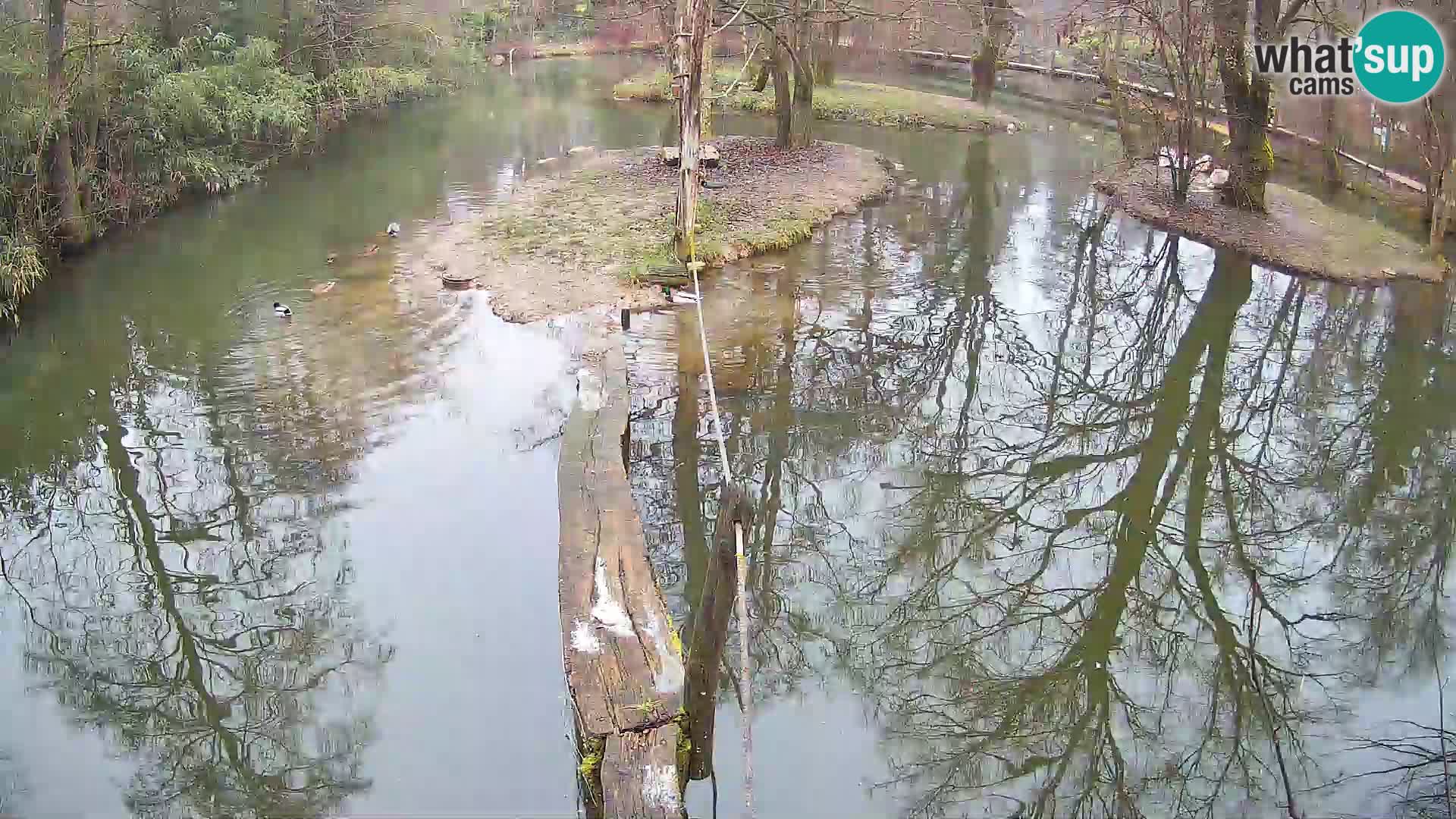 Navadni vari v živo – Ljubljana živalski vrt
