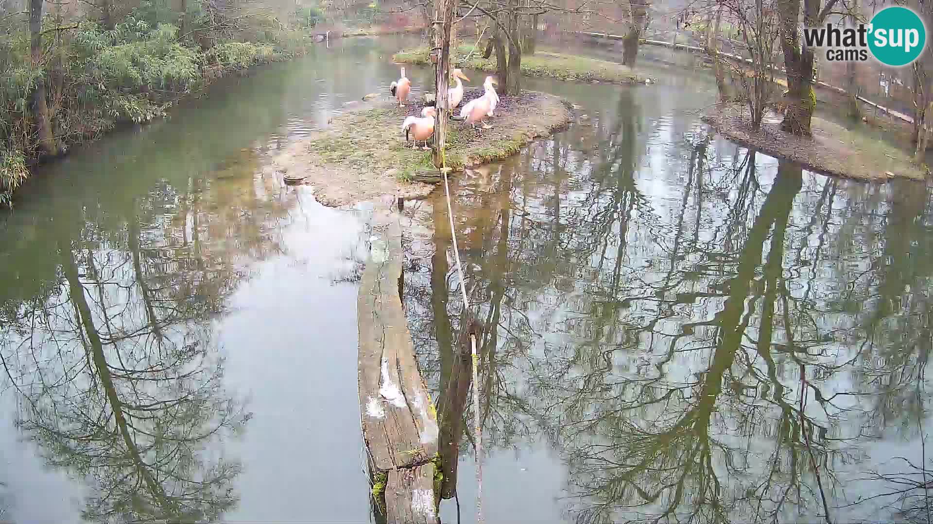Black and white ruffed lemur Ljubljana Zoo live cam