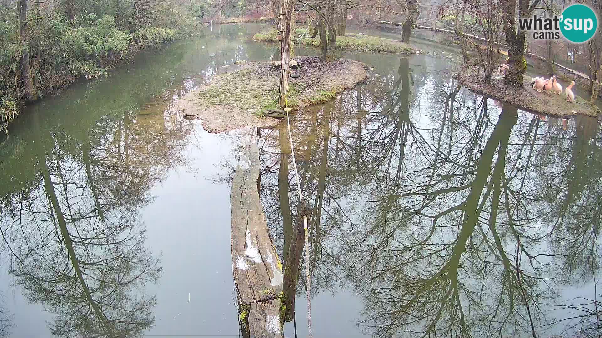 Schwarzweiße Vari Zoo Ljubljana webcam