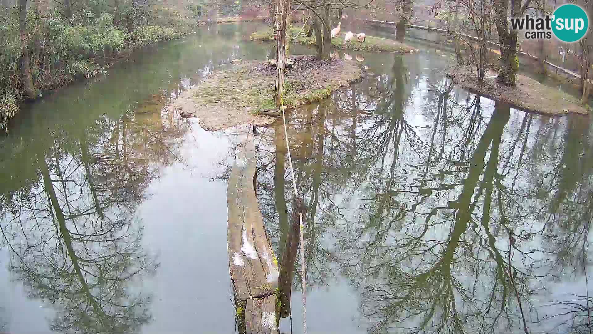 Black and white ruffed lemur Ljubljana Zoo live cam