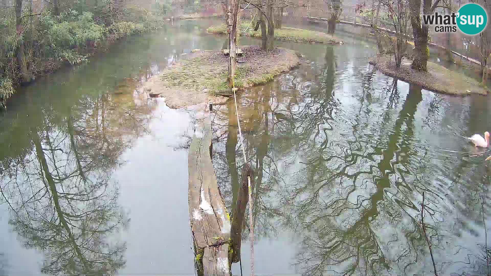 Vari noir et blanc – Ljubljana ZOO livecam