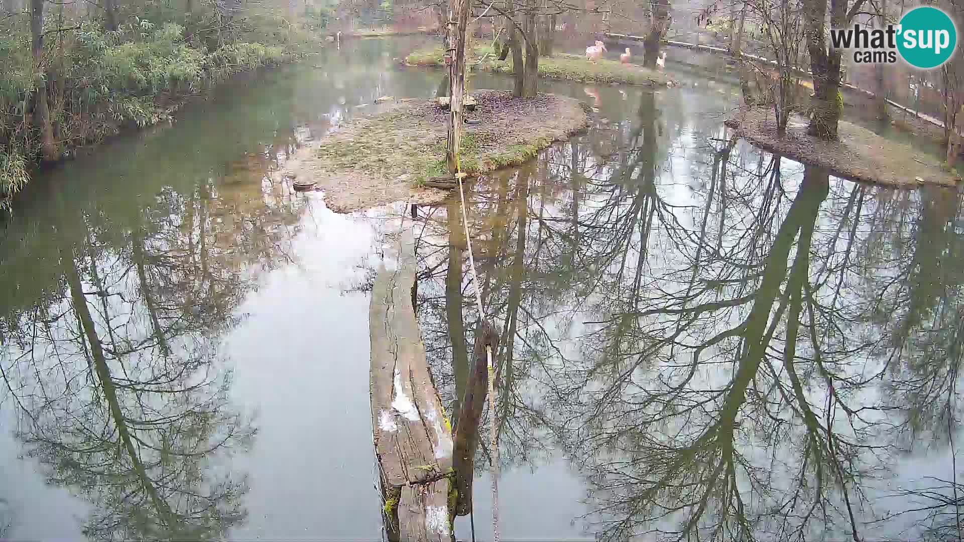 Vari noir et blanc – Ljubljana ZOO livecam