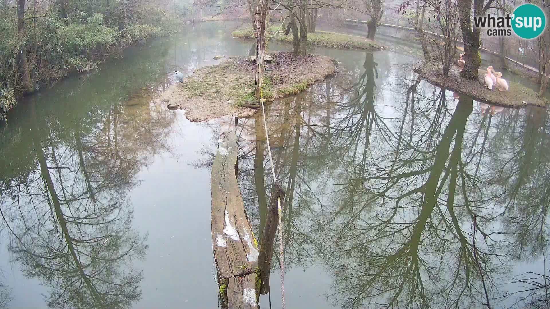 Schwarzweiße Vari Zoo Ljubljana webcam