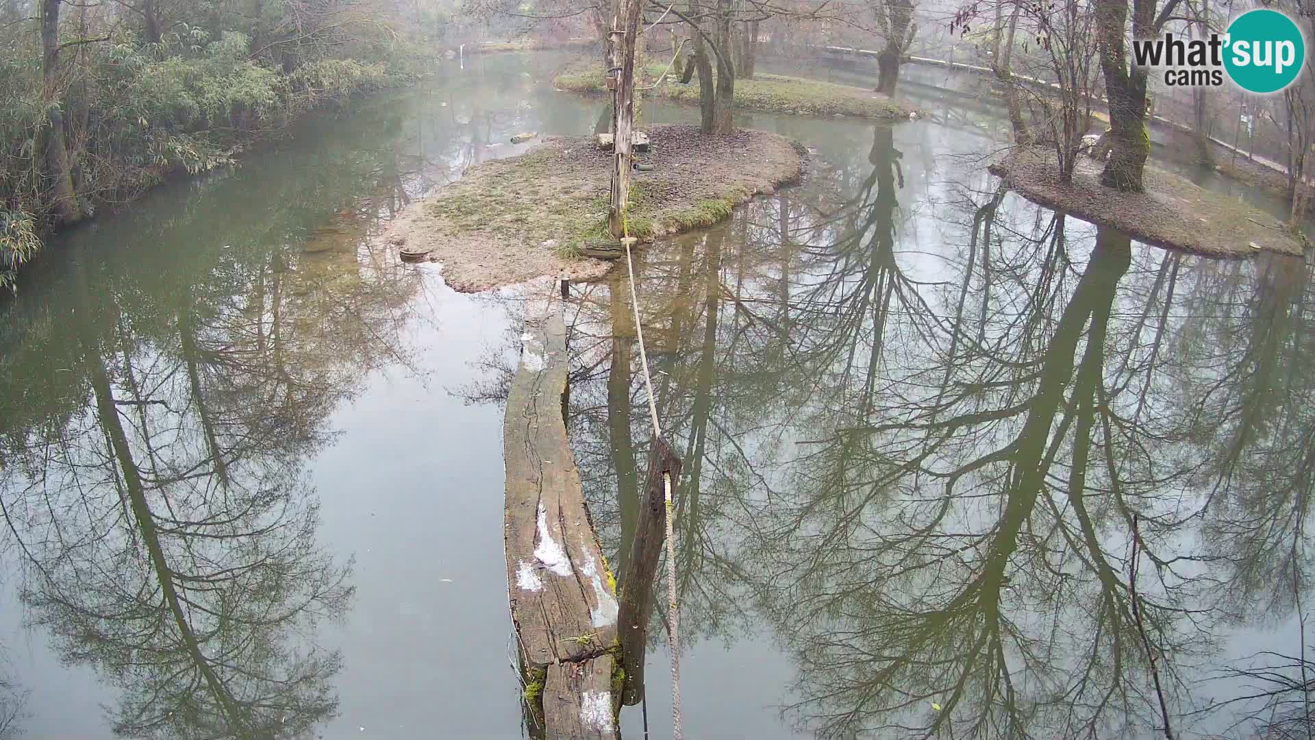 Vari noir et blanc – Ljubljana ZOO livecam