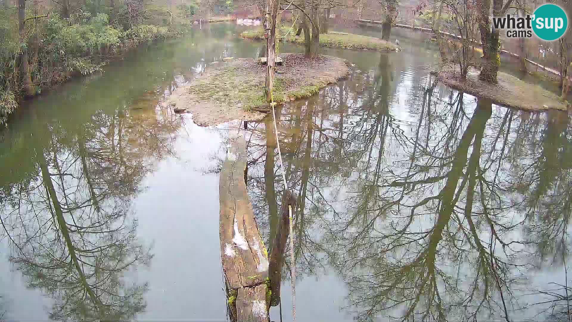 Black and white ruffed lemur Ljubljana Zoo live cam