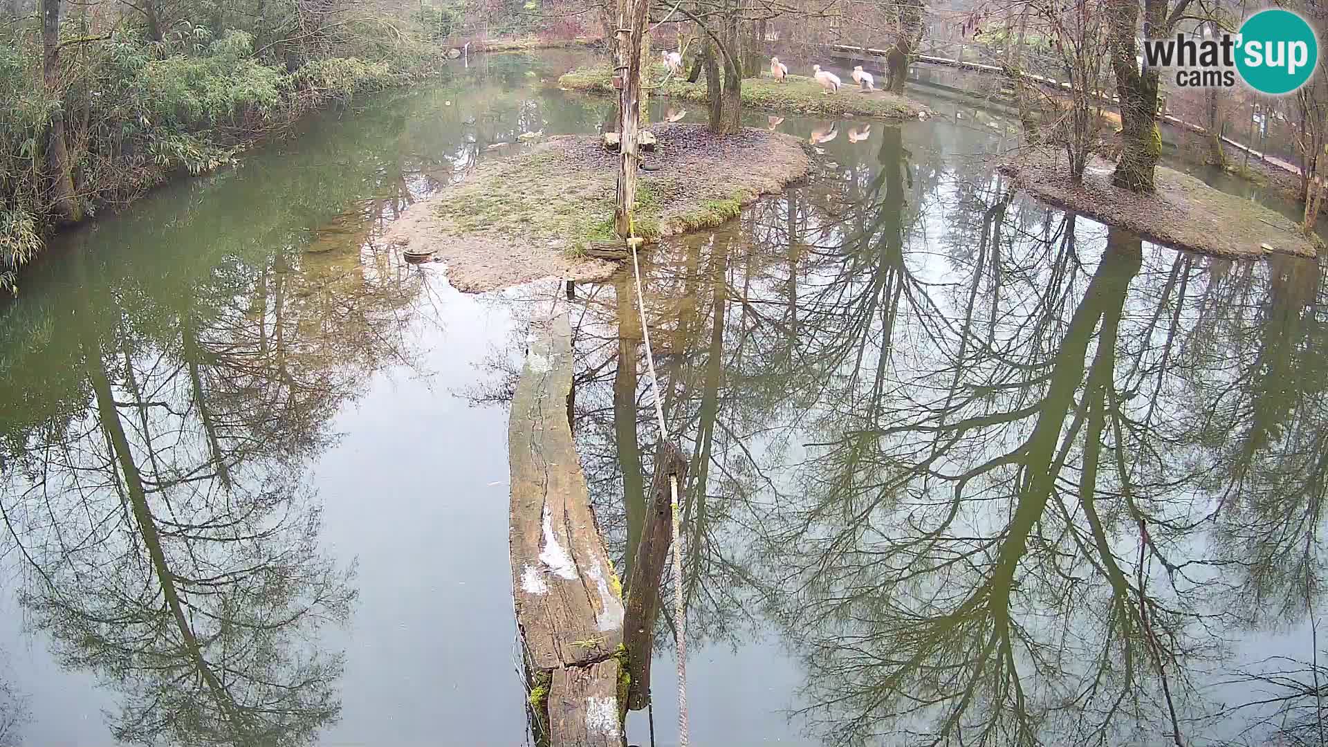 Schwarzweiße Vari Zoo Ljubljana webcam