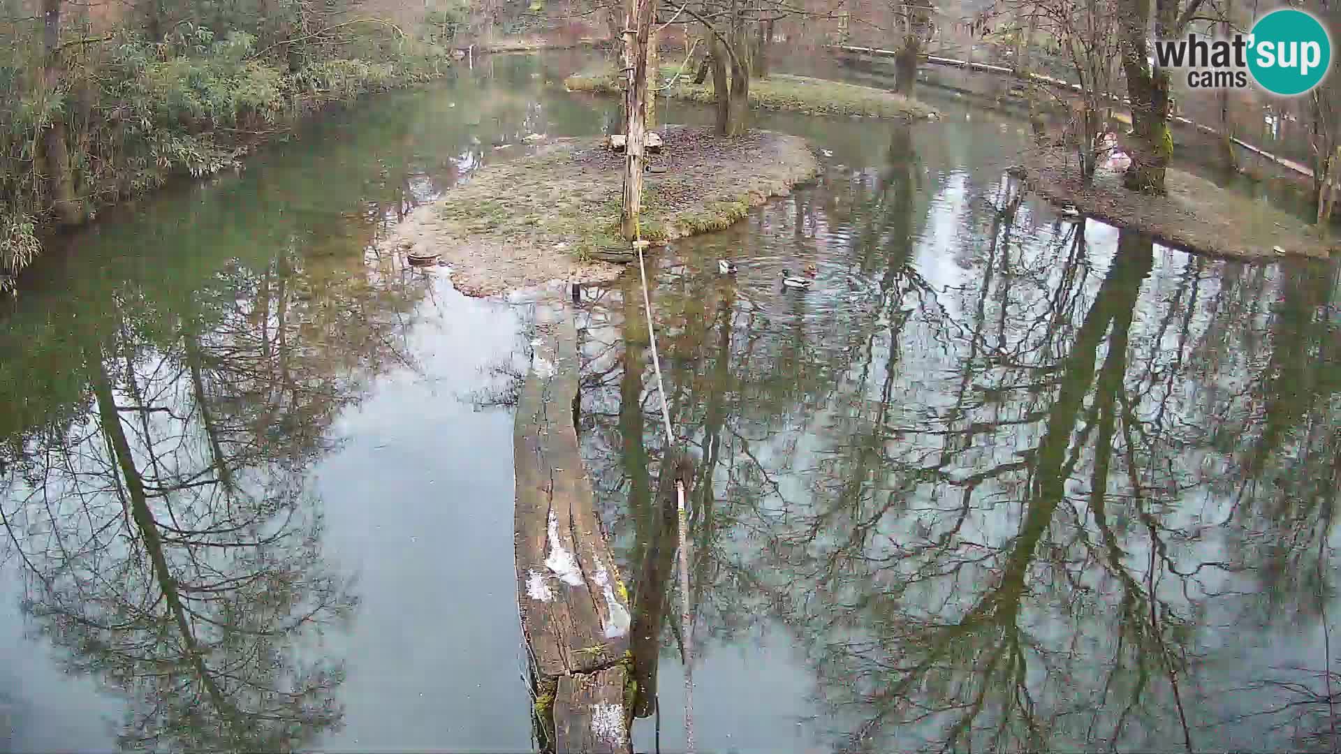 Lémur rufo blanco y negro – Ljubljana Zoo en vivo