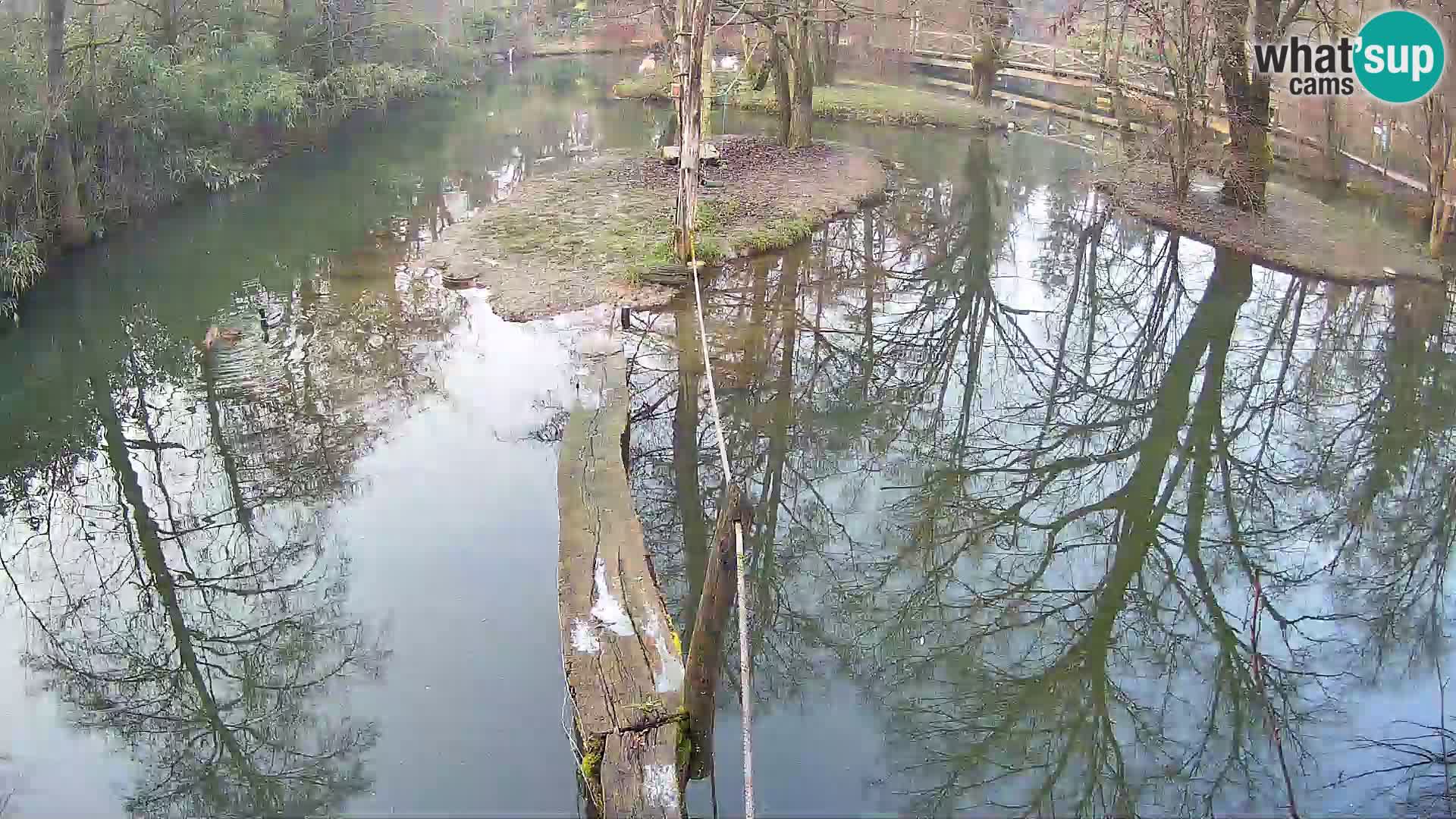 Schwarzweiße Vari Zoo Ljubljana webcam