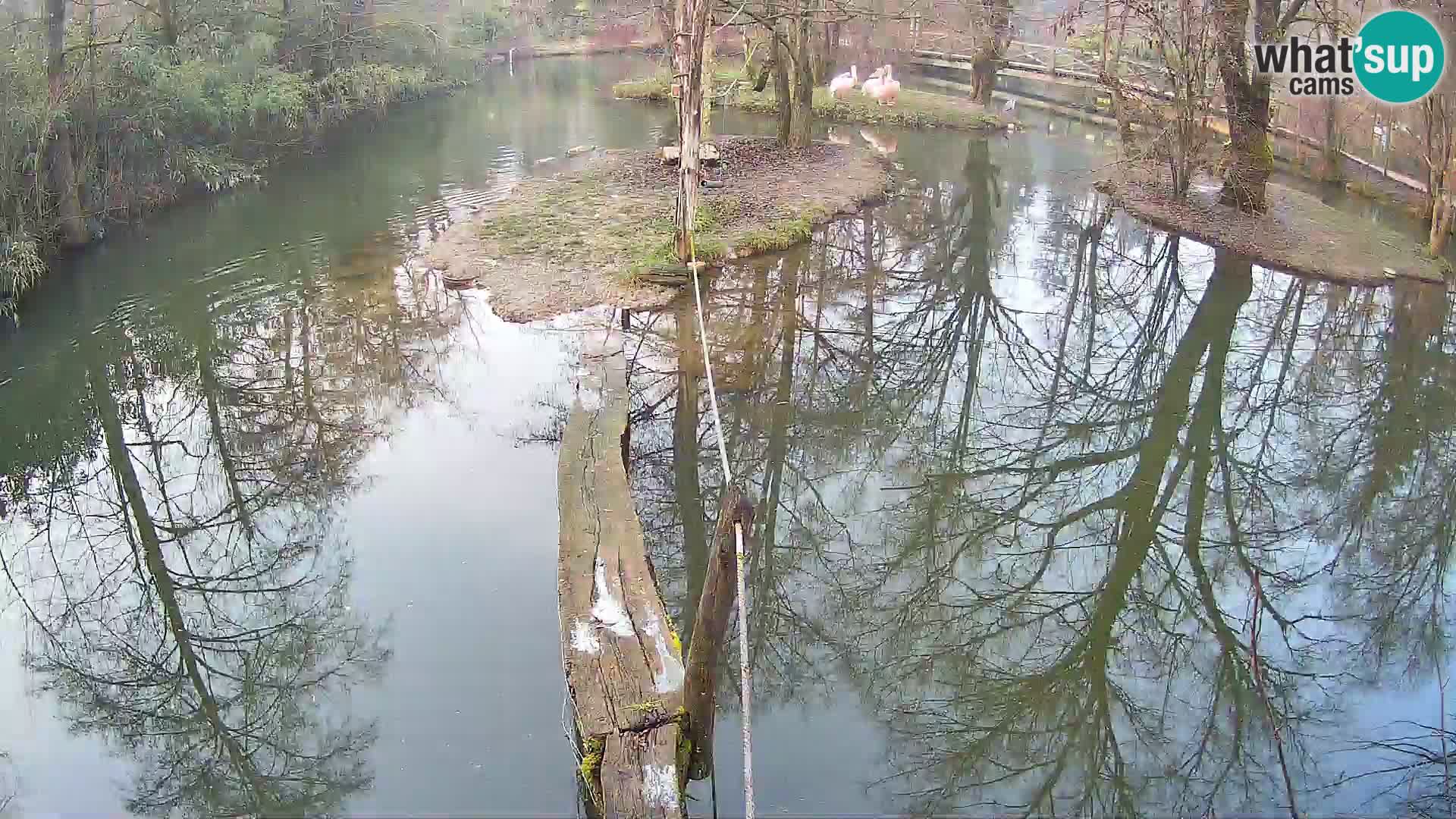 Navadni vari u živo – Ljubljana zoo