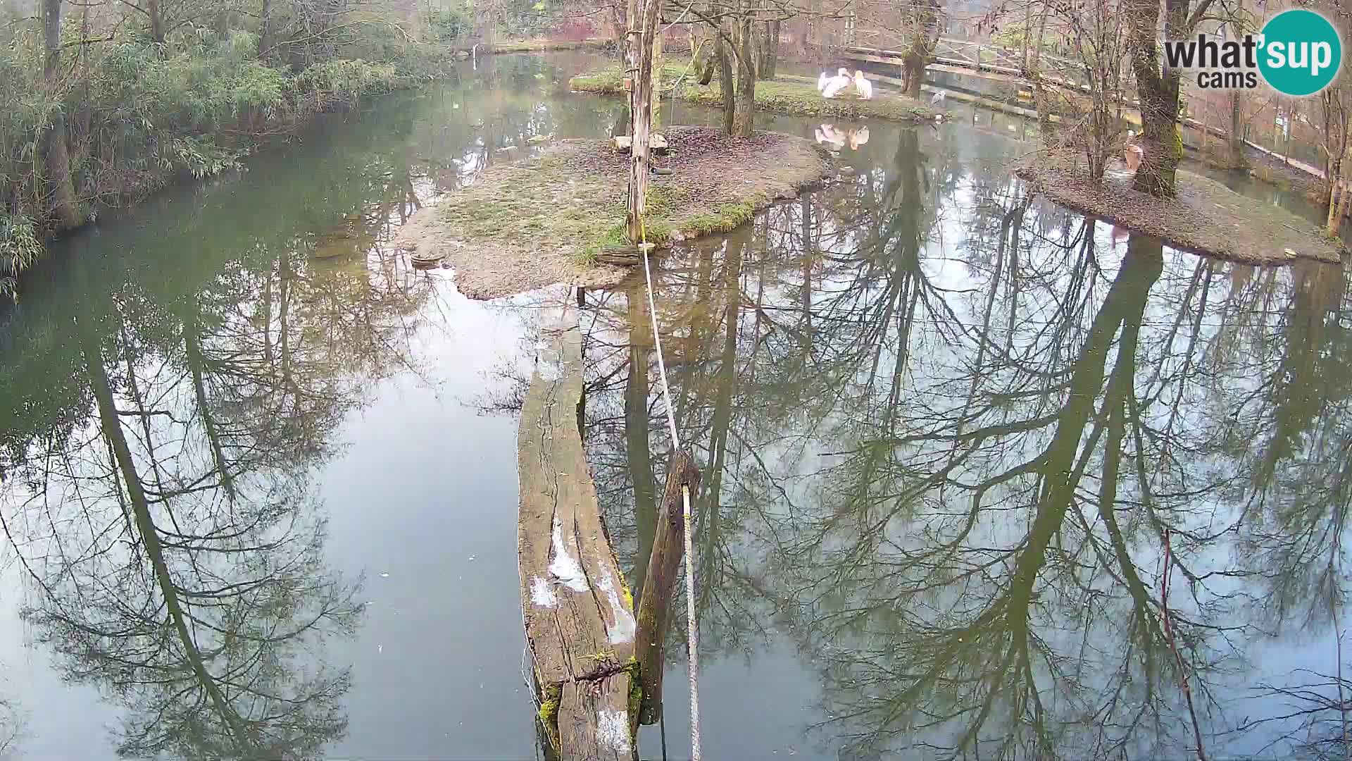 Vari bianconero Zoo Ljubljana webcam