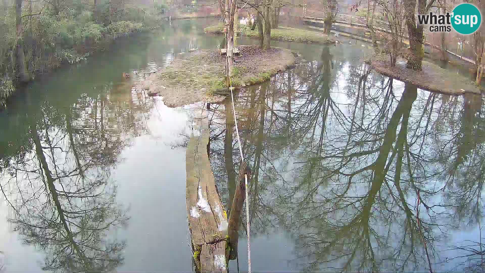 Navadni vari u živo – Ljubljana zoo