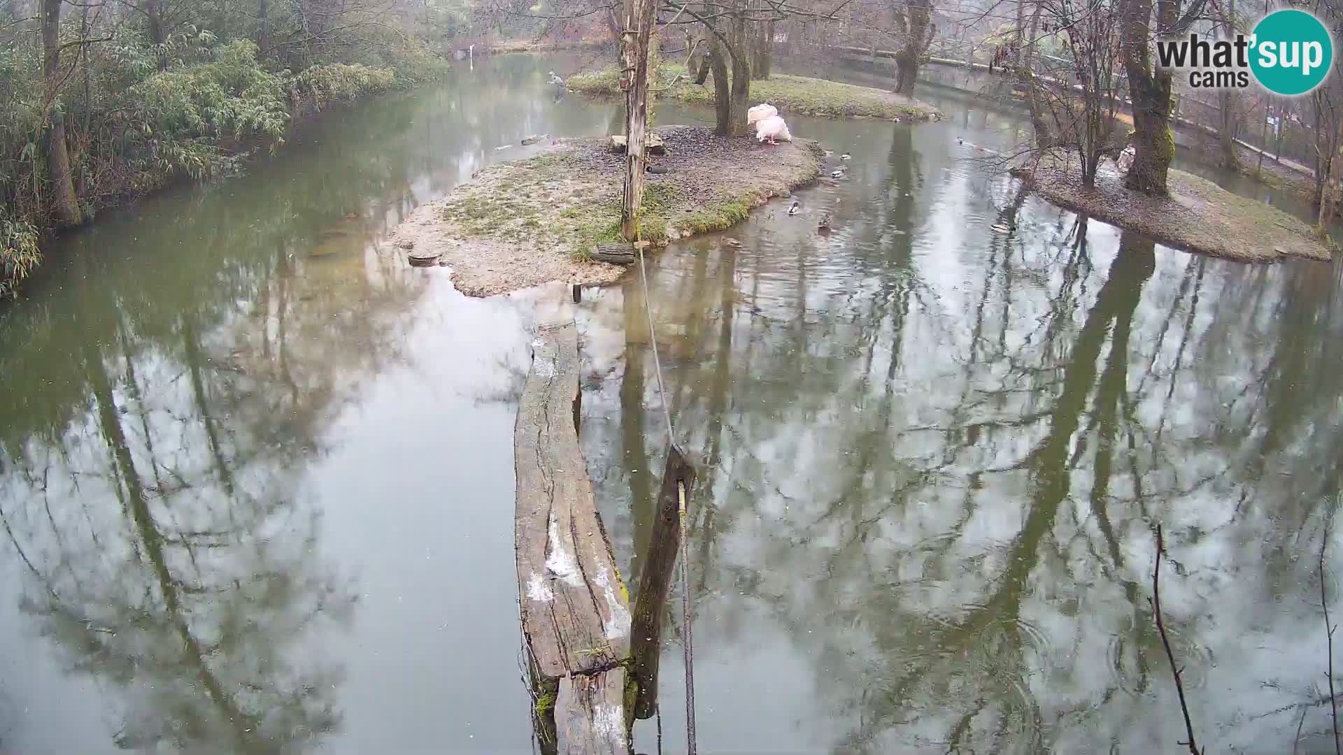 Navadni vari v živo – Ljubljana živalski vrt