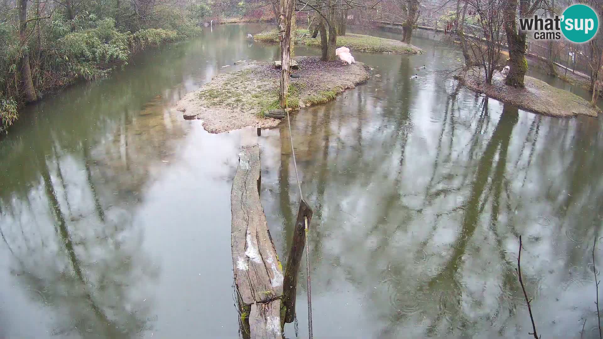Navadni vari u živo – Ljubljana zoo