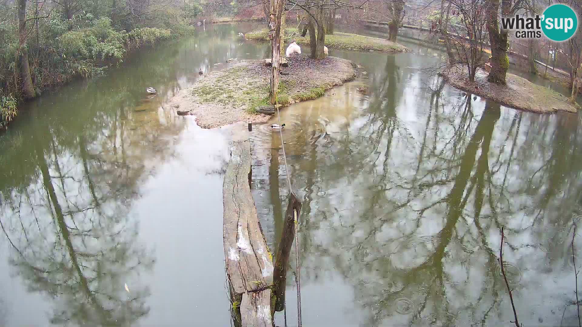 Vari bianconero Zoo Ljubljana webcam
