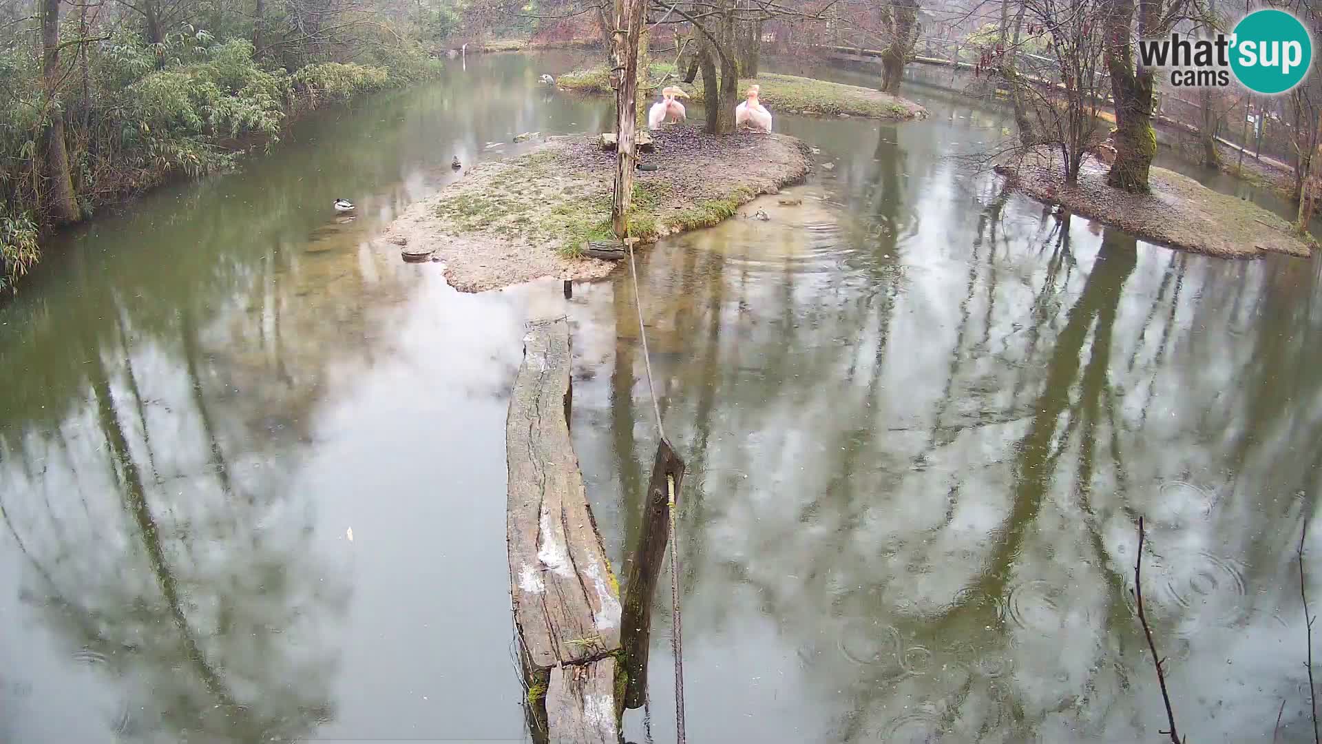 Navadni vari u živo – Ljubljana zoo