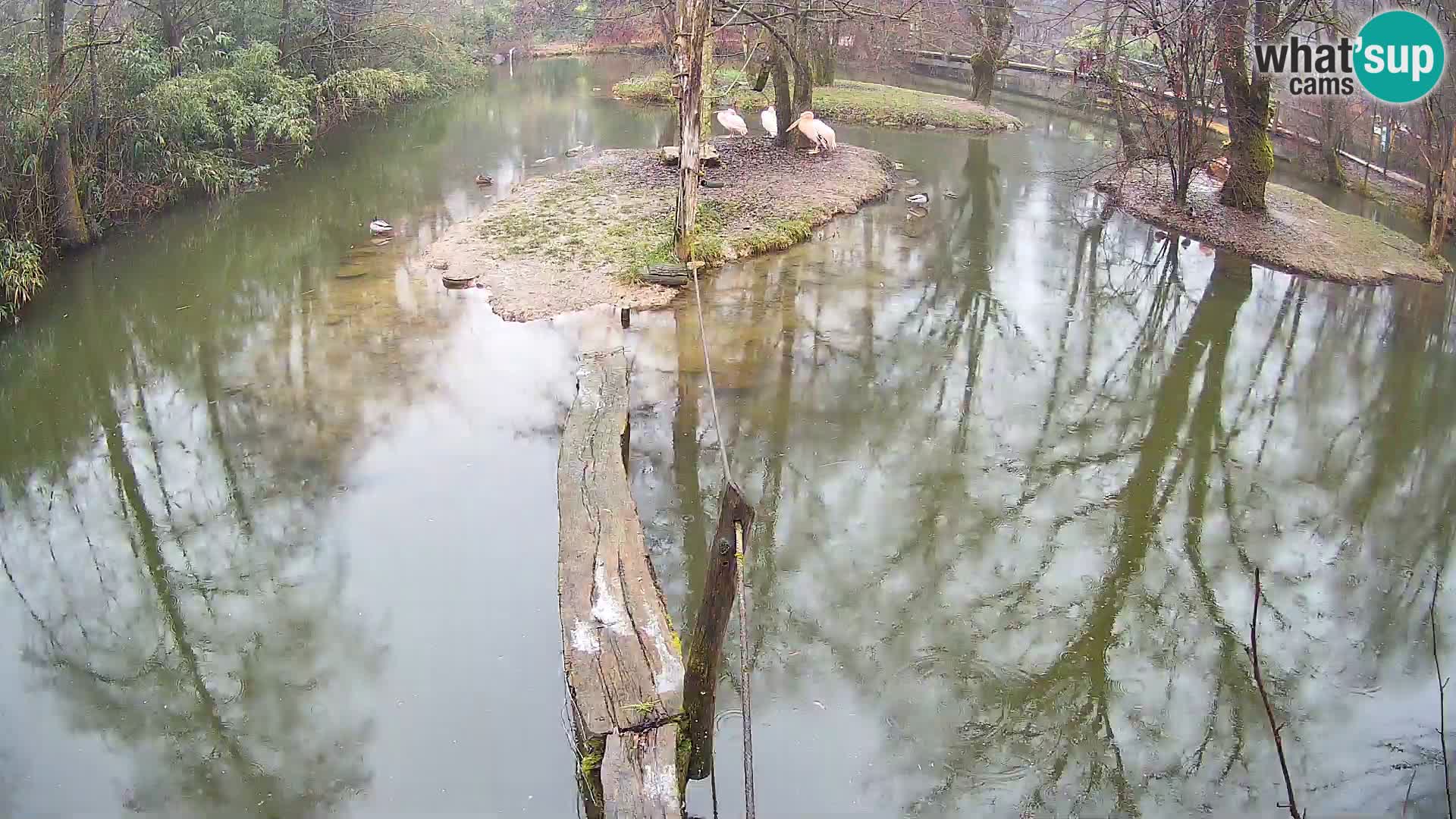 Vari noir et blanc – Ljubljana ZOO  livecam