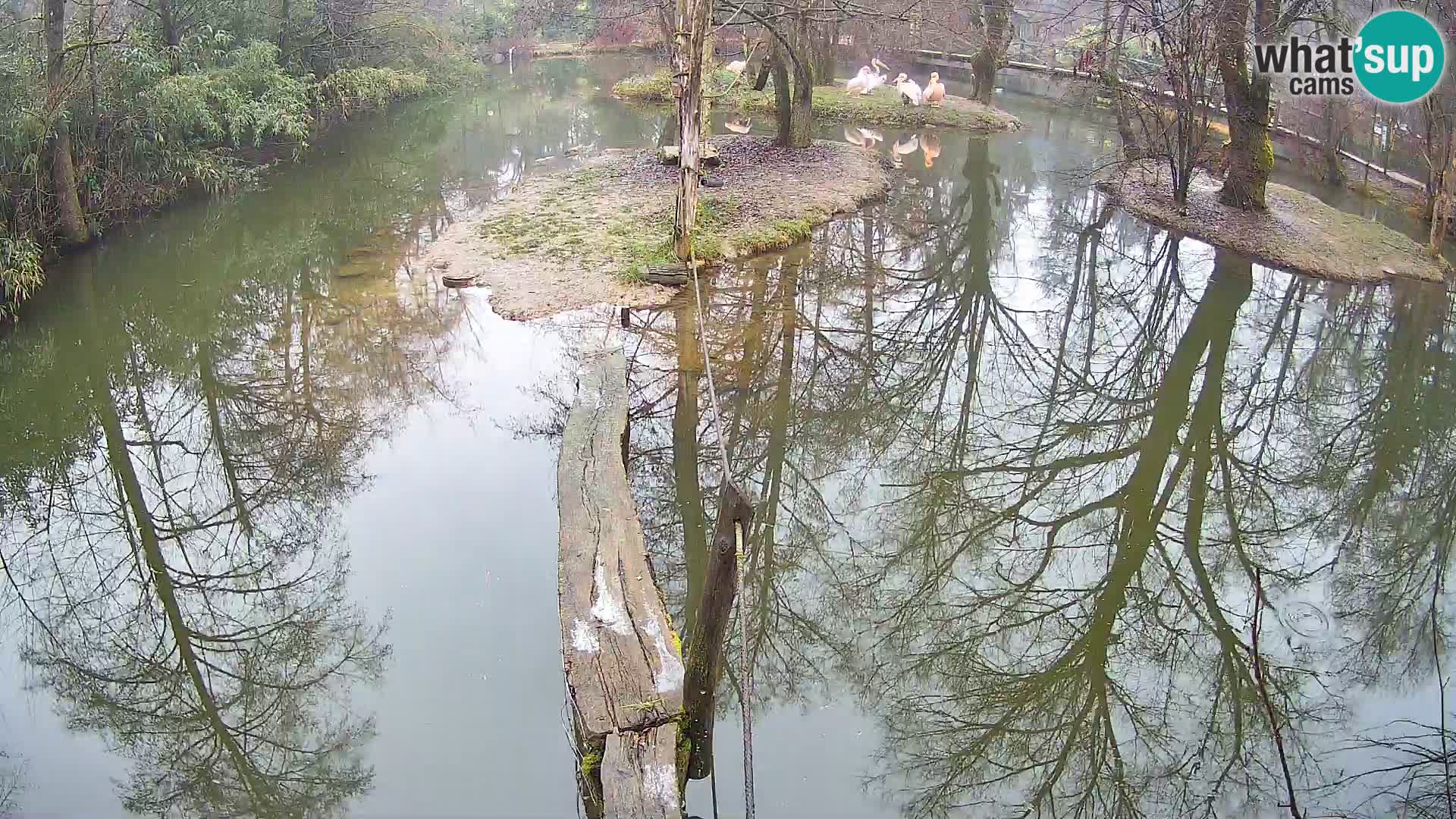 Vari noir et blanc – Ljubljana ZOO  livecam