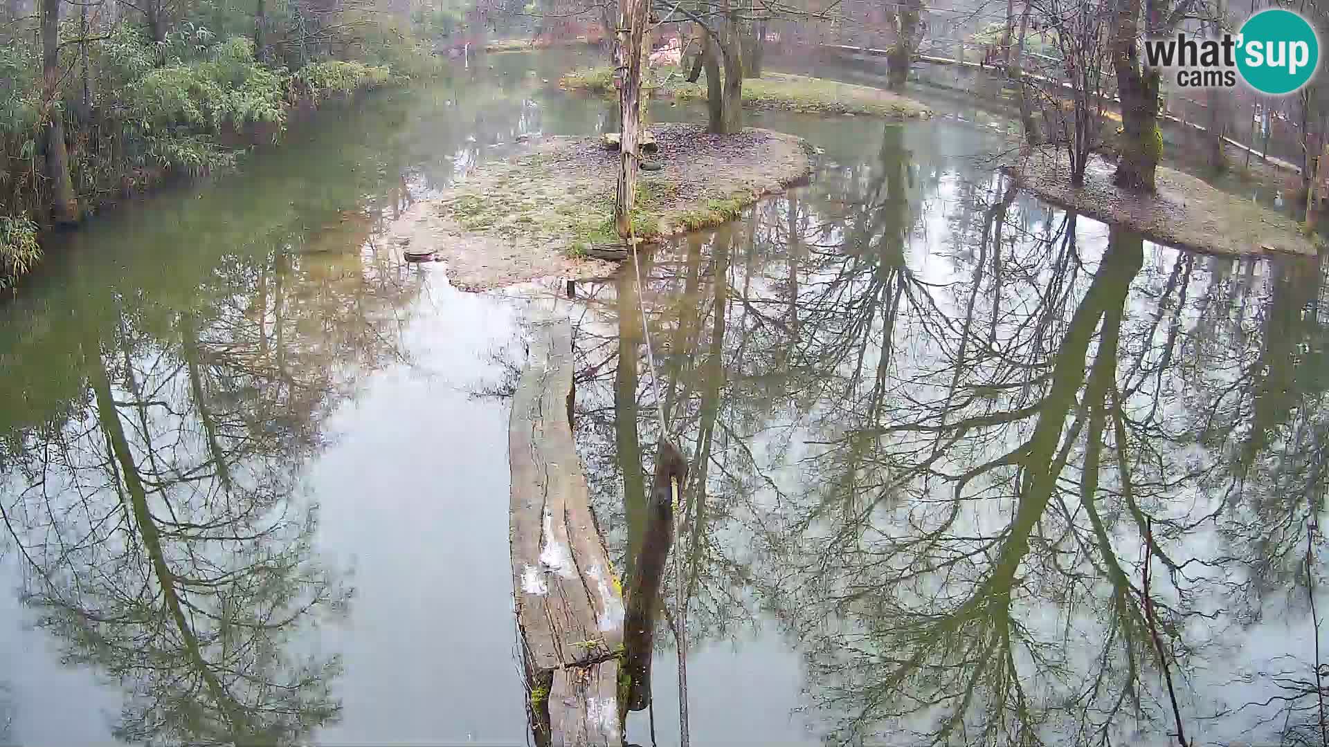 Schwarzweiße Vari Zoo Ljubljana webcam