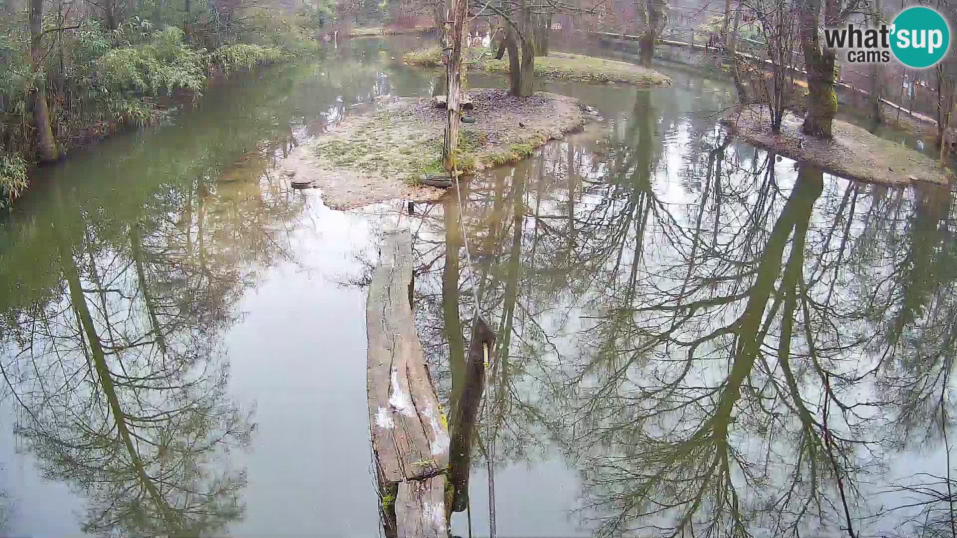 Navadni vari u živo – Ljubljana zoo