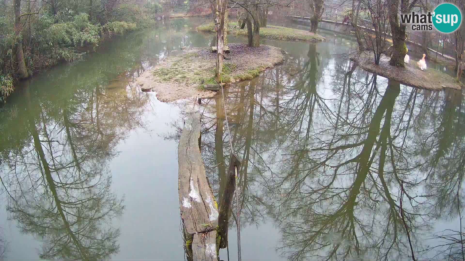 Schwarzweiße Vari Zoo Ljubljana webcam