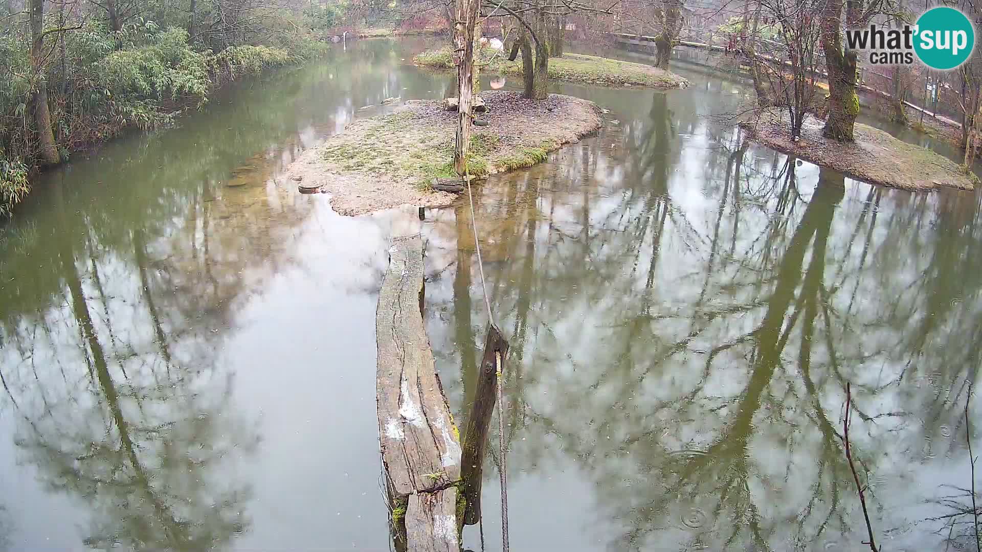 Vari bianconero Zoo Ljubljana webcam