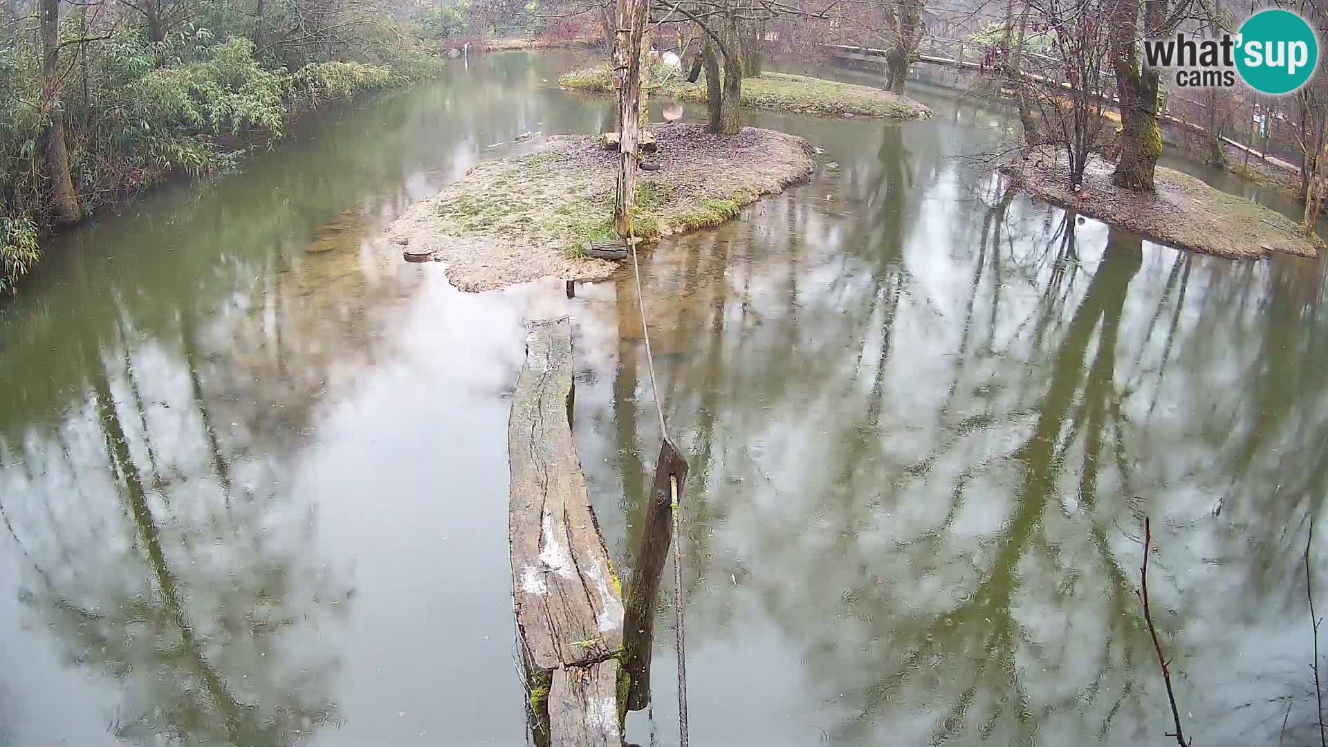Schwarzweiße Vari Zoo Ljubljana webcam