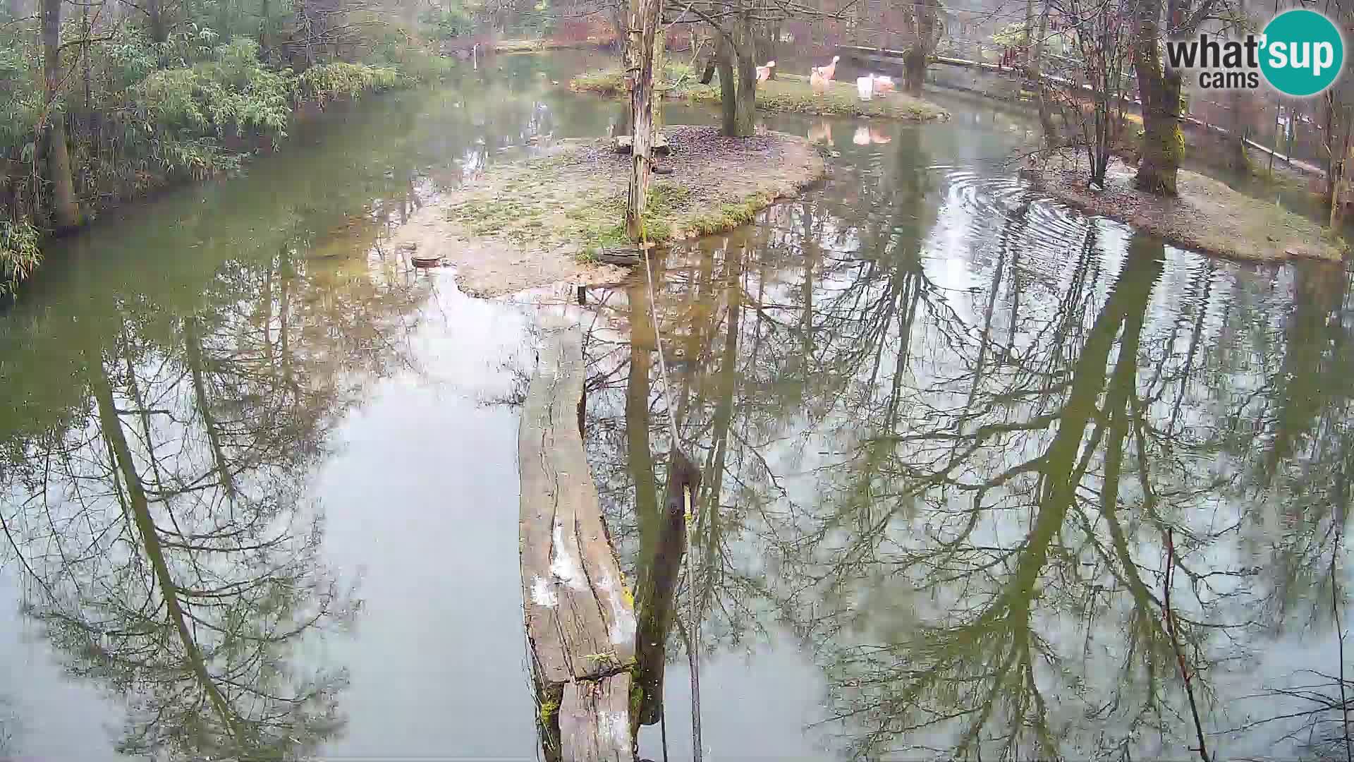 Vari bianconero Zoo Ljubljana webcam