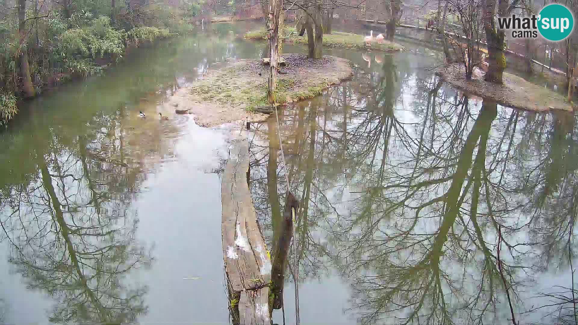 Schwarzweiße Vari Zoo Ljubljana webcam