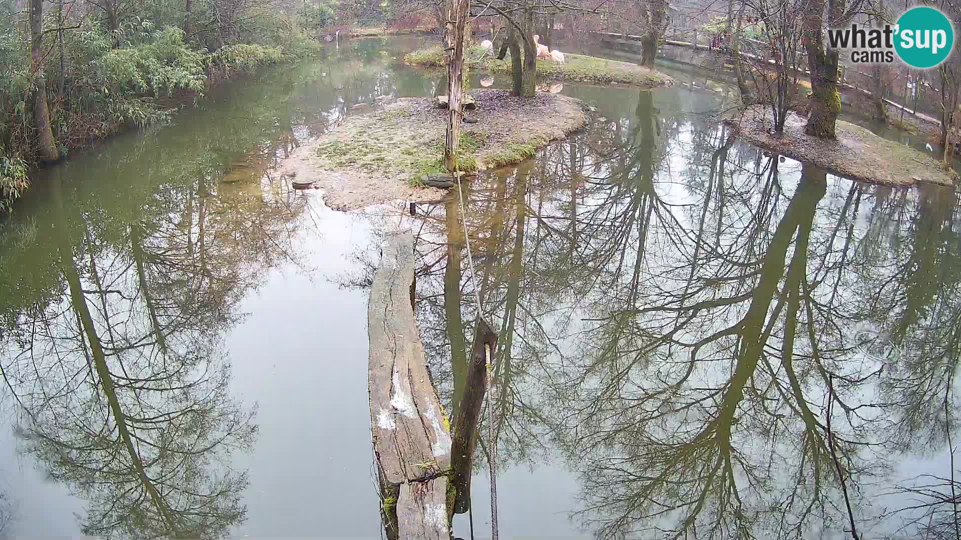 Vari noir et blanc – Ljubljana ZOO  livecam