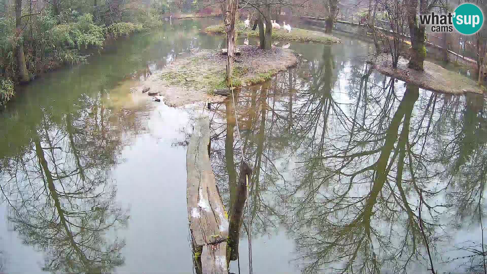Black and white ruffed lemur Ljubljana Zoo live cam