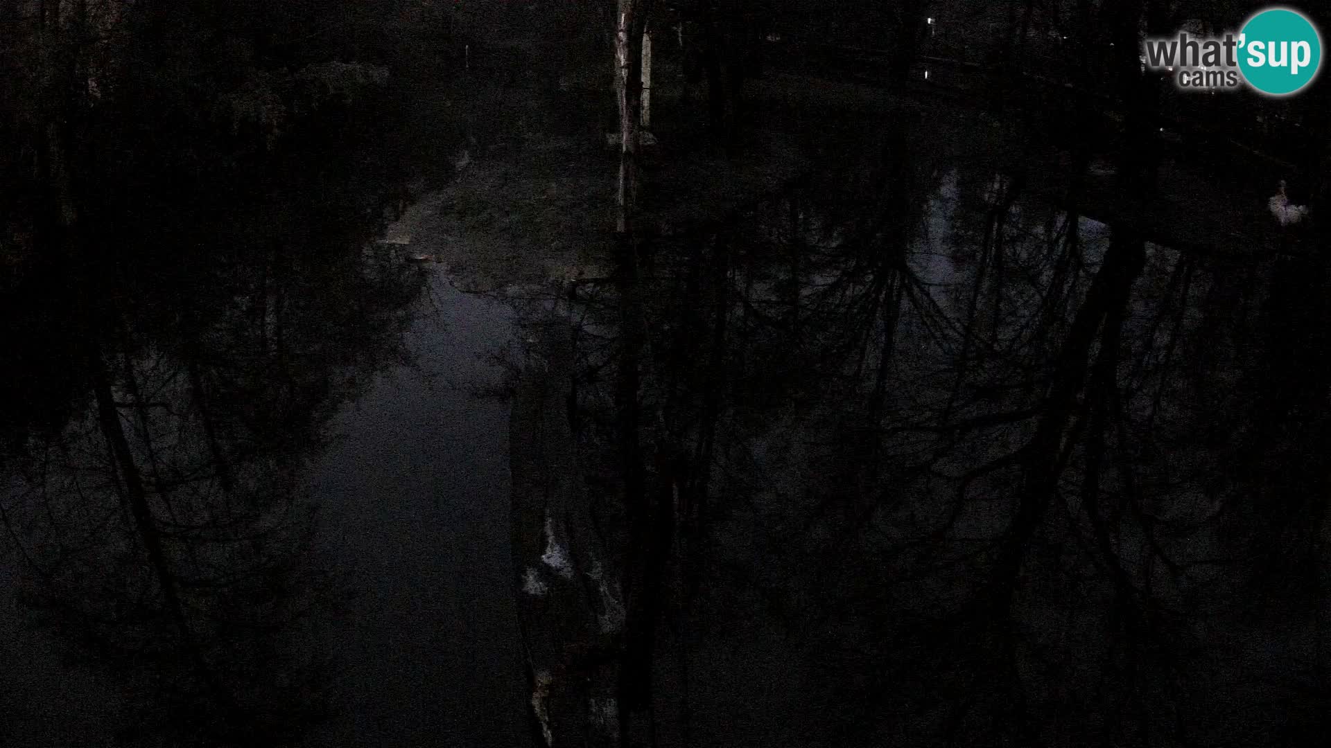 Vari noir et blanc – Ljubljana ZOO  livecam