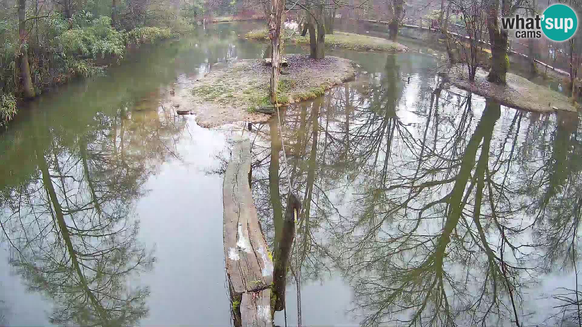 Schwarzweiße Vari Zoo Ljubljana webcam