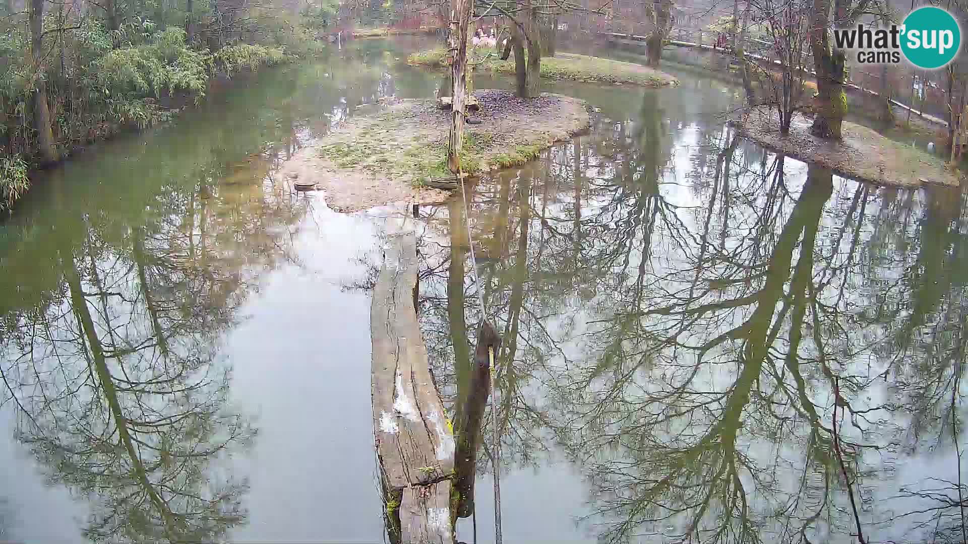 Vari noir et blanc – Ljubljana ZOO  livecam