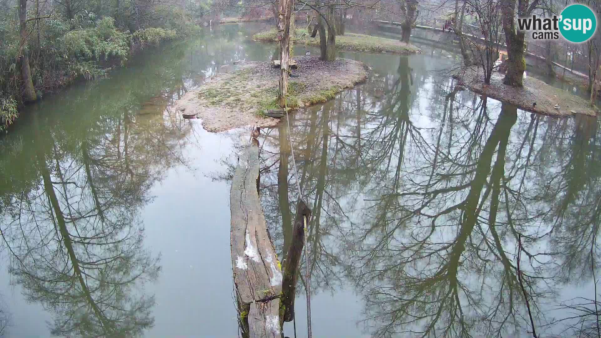 Vari noir et blanc – Ljubljana ZOO  livecam