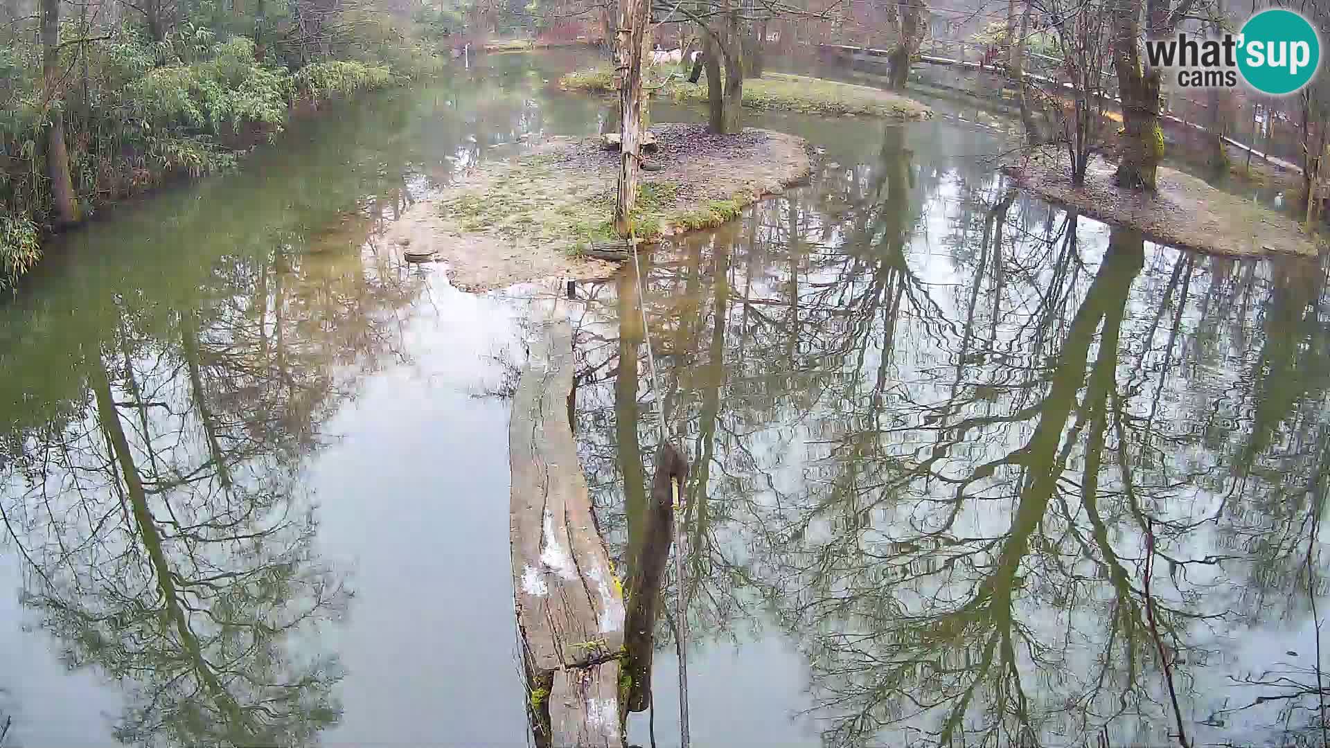 Vari noir et blanc – Ljubljana ZOO  livecam