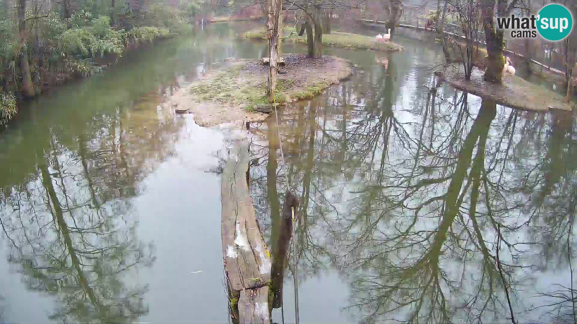 Vari bianconero Zoo Ljubljana webcam