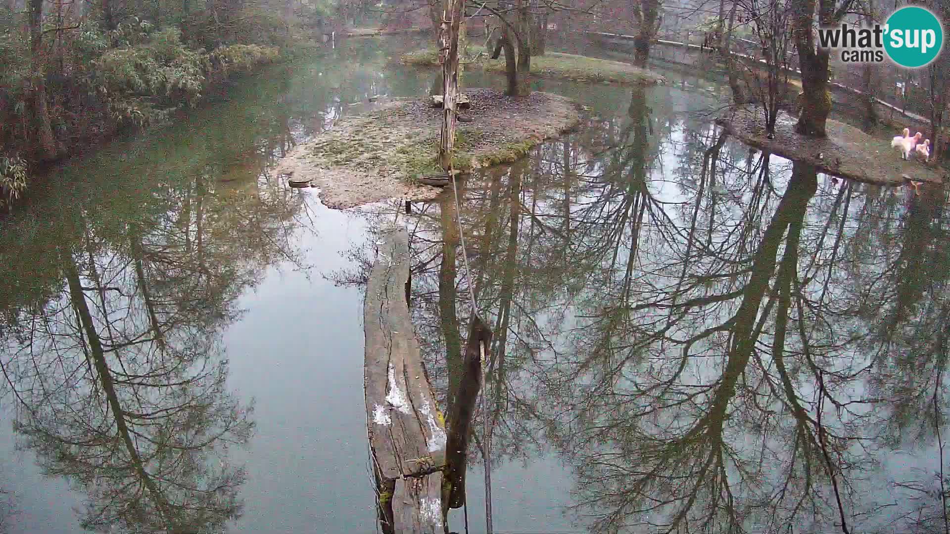 Black and white ruffed lemur Ljubljana Zoo live cam