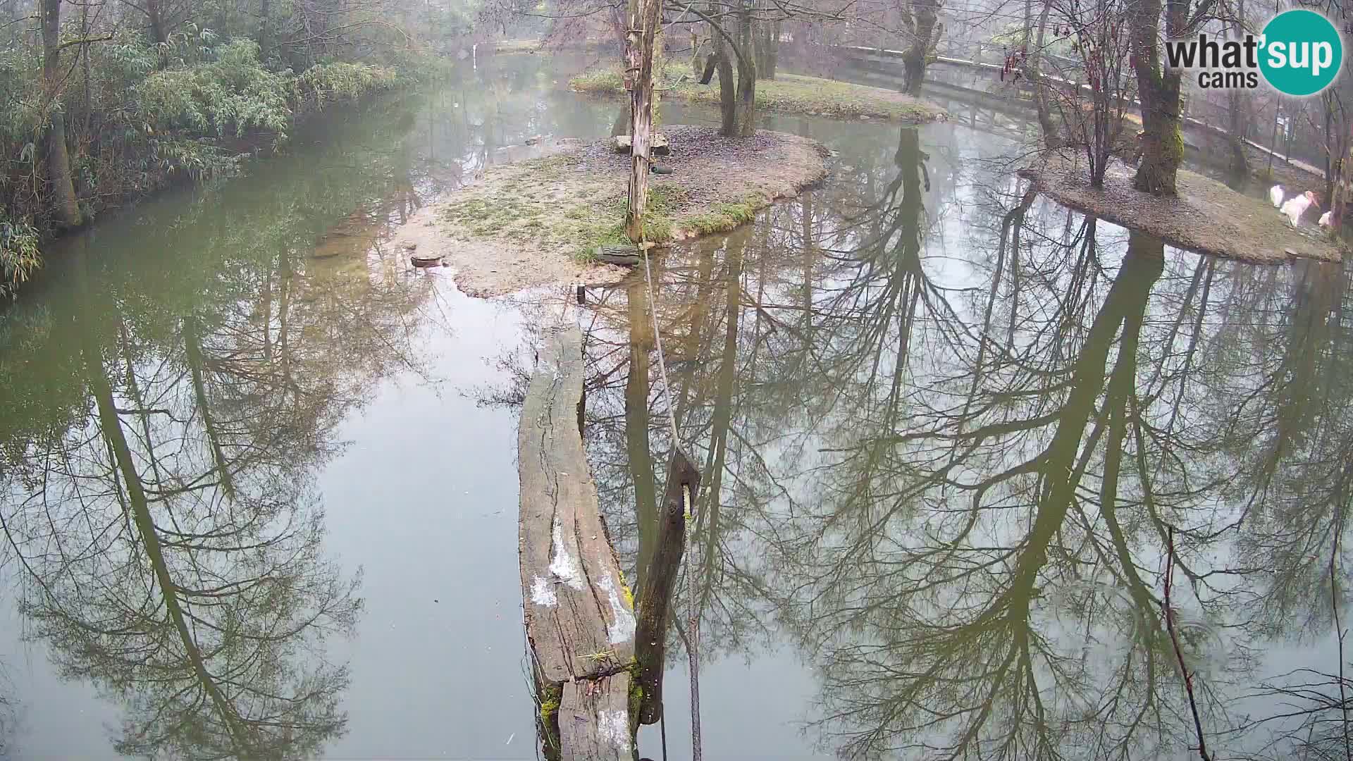 Black and white ruffed lemur Ljubljana Zoo live cam